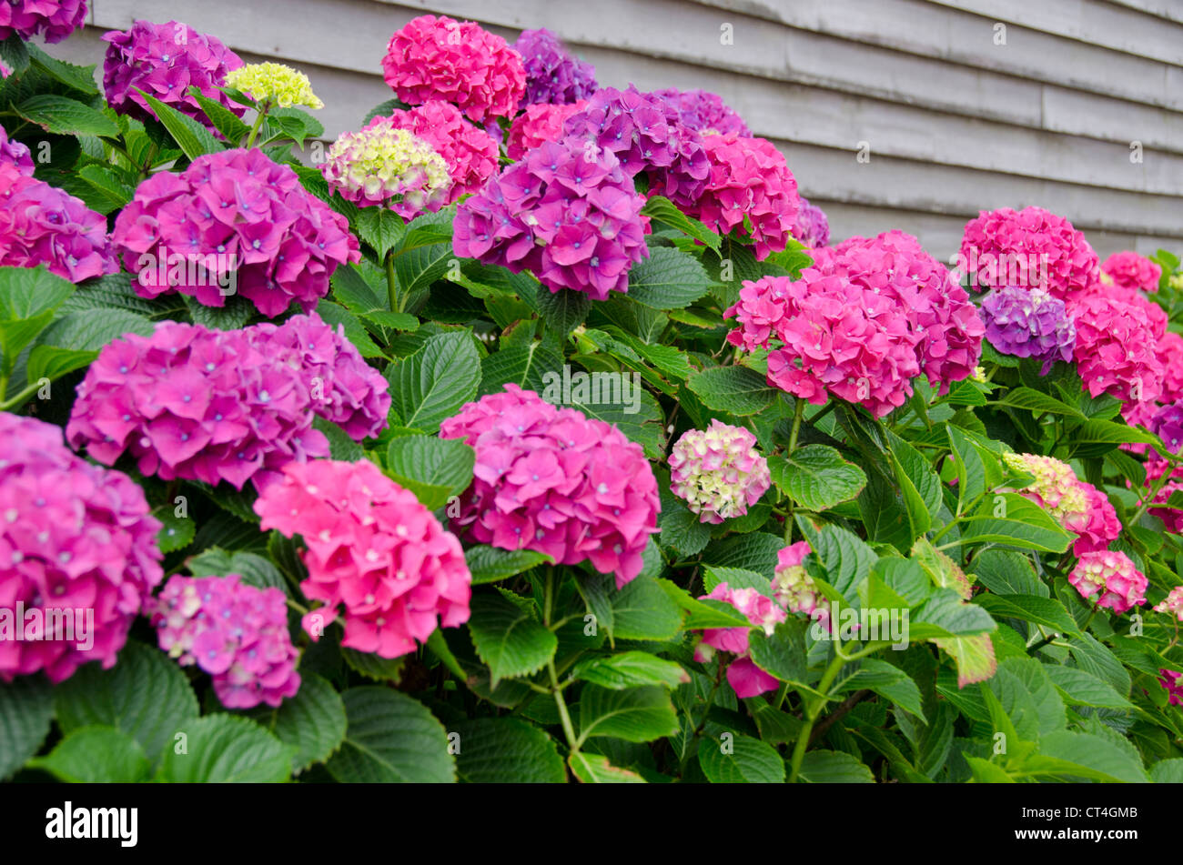 Rhode Island, Block Island. Hortensie Blumen in voller Blüte. Stockfoto