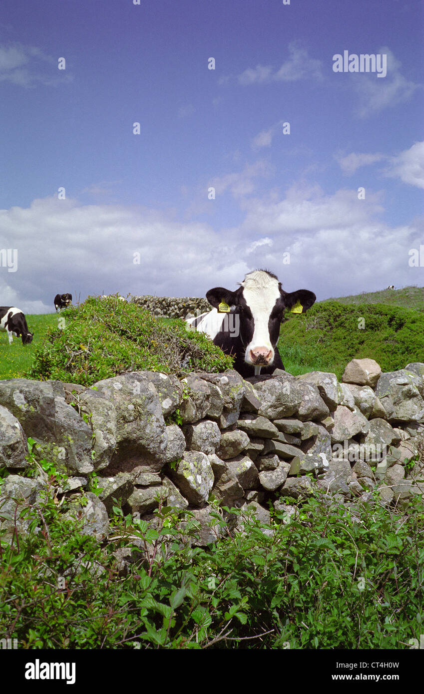 Eine Holstein Fresian Kuh neugierig mit Blick auf eine Trockenmauer, Colvend Küste, Dumfries and Galloway, Schottland, UK Stockfoto