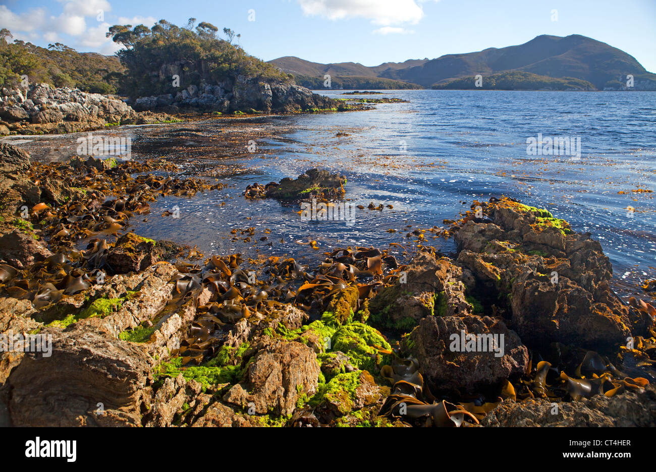 Bramble Bucht am Hafen von Bathurst in Tasmaniens Southwest-Nationalpark Stockfoto
