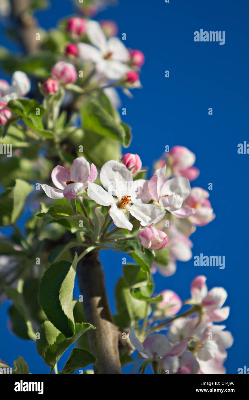 Apfel-Blüten (Malus sp.) Stockfoto