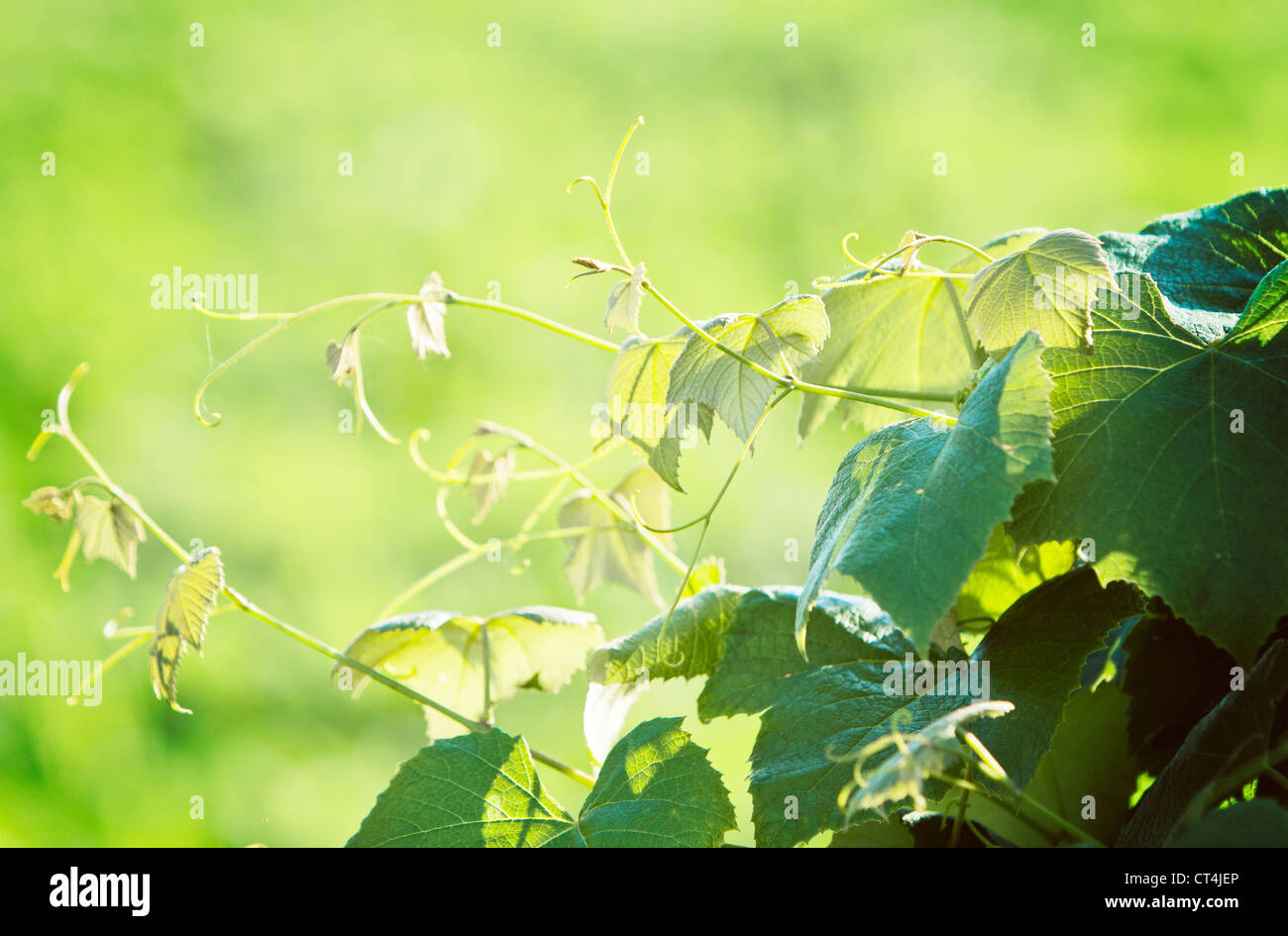 Wein Traubenblätter Stockfoto