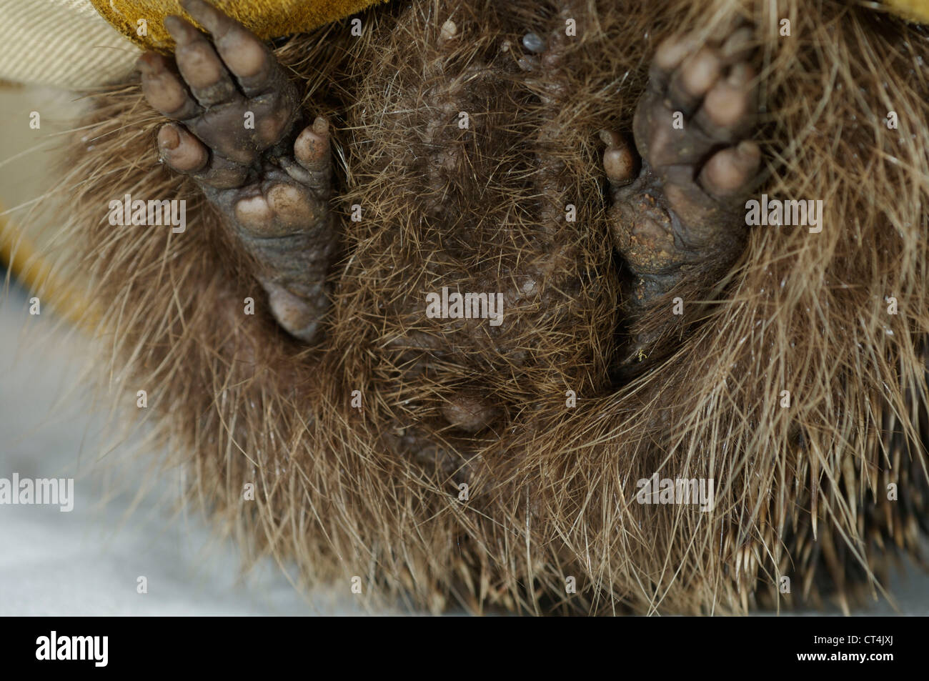 IGEL-BEIN Stockfoto