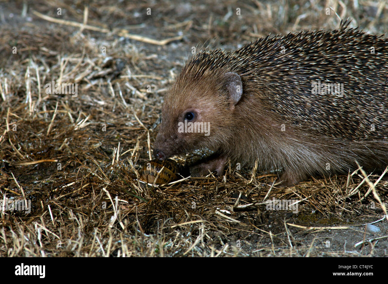 WESTLICHE EUROPÄISCHE IGEL Stockfoto