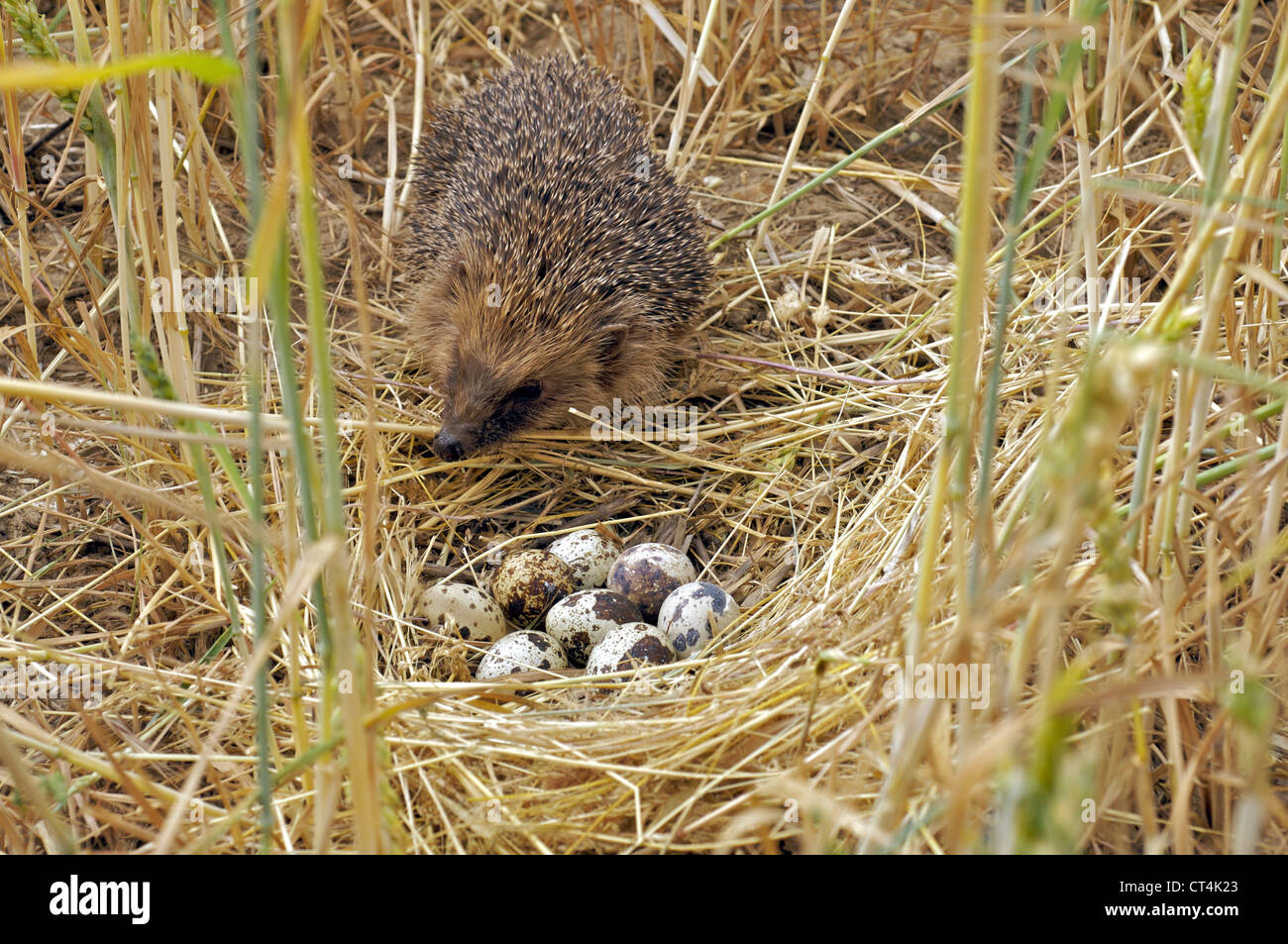 Igel nest Fotos und Bildmaterial in hoher Auflösung Alamy