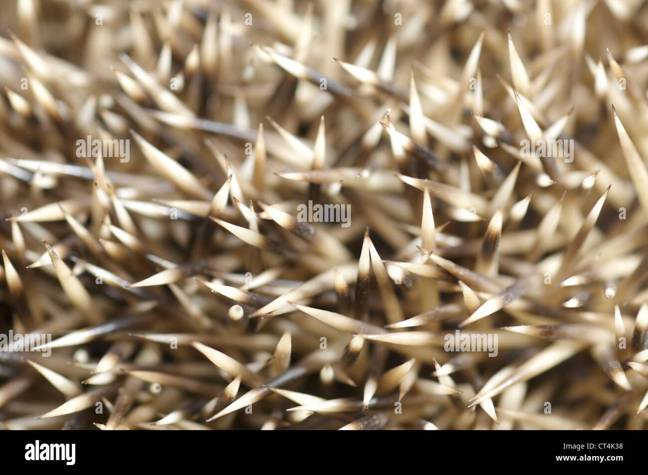 IGEL-WIRBELSÄULE Stockfoto