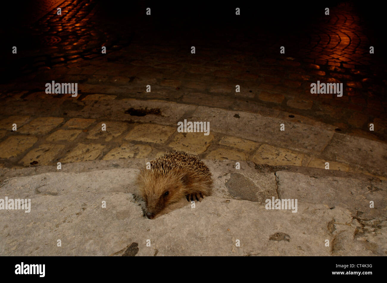 WESTLICHE EUROPÄISCHE IGEL Stockfoto