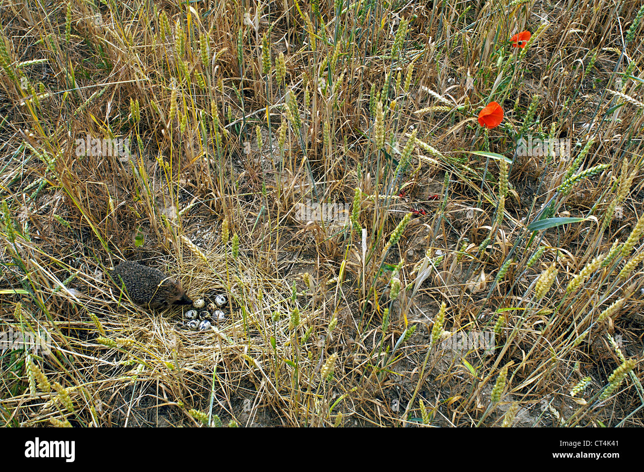 WESTLICHE EUROPÄISCHE IGEL Stockfoto