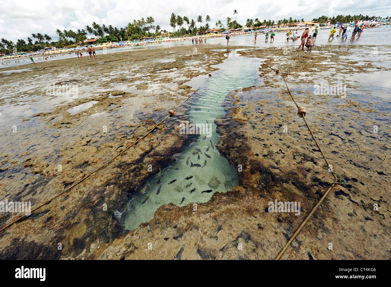 Brasilien, Pernambuco, Porto de Galinhas, riesige Menge an Fischen in transparenten Naturpools Stockfoto