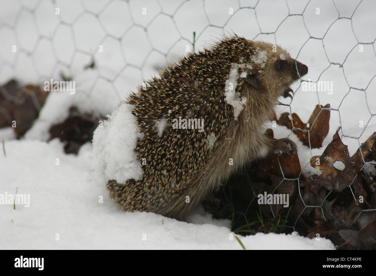 WESTLICHE EUROPÄISCHE IGEL Stockfoto