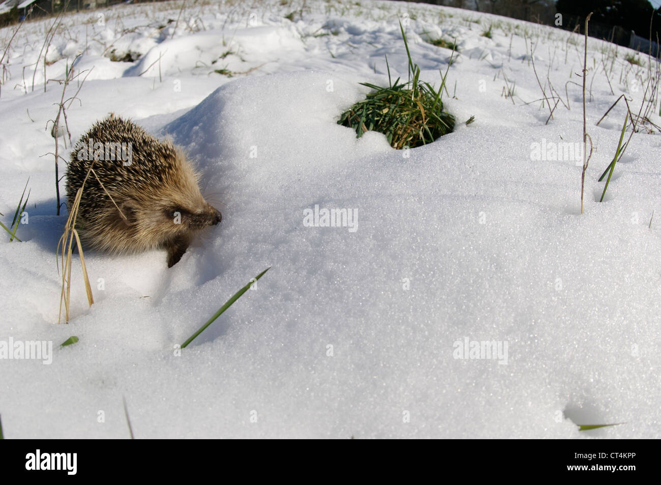 WESTLICHE EUROPÄISCHE IGEL Stockfoto