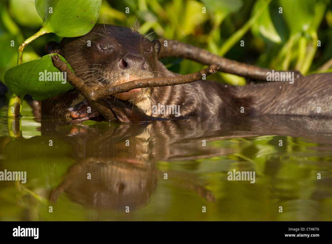 Südamerika, Brasilien, Pantanal, Moto Grosso Fluss Riesenotter Pteronura Brasiliensis, in Ruhe im Fluss Stockfoto