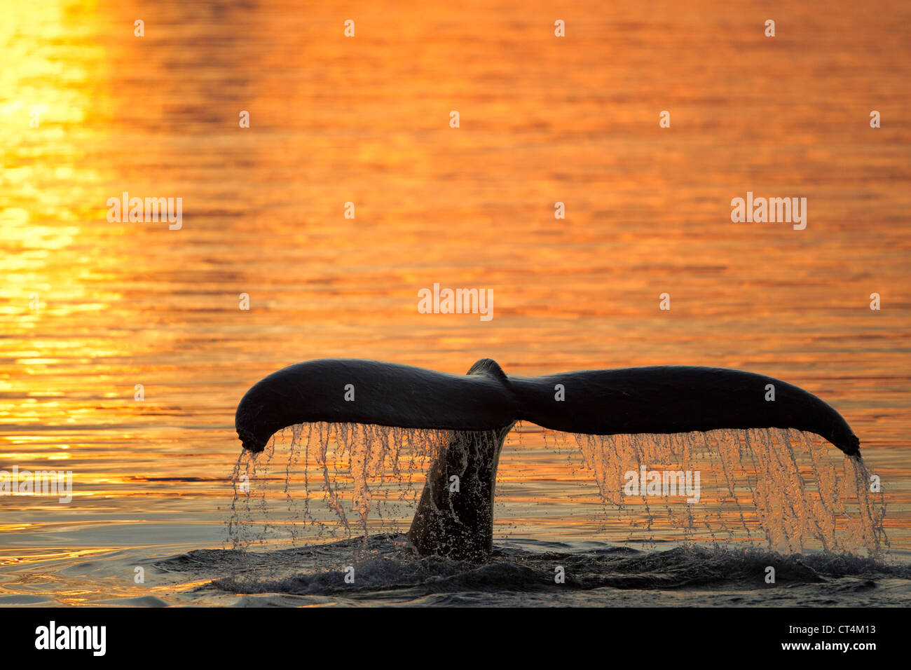 Nordamerika, USA, Alaska, in Frederick Sound, Buckelwal, Impressionen Novaeangliae tail Egel Stockfoto