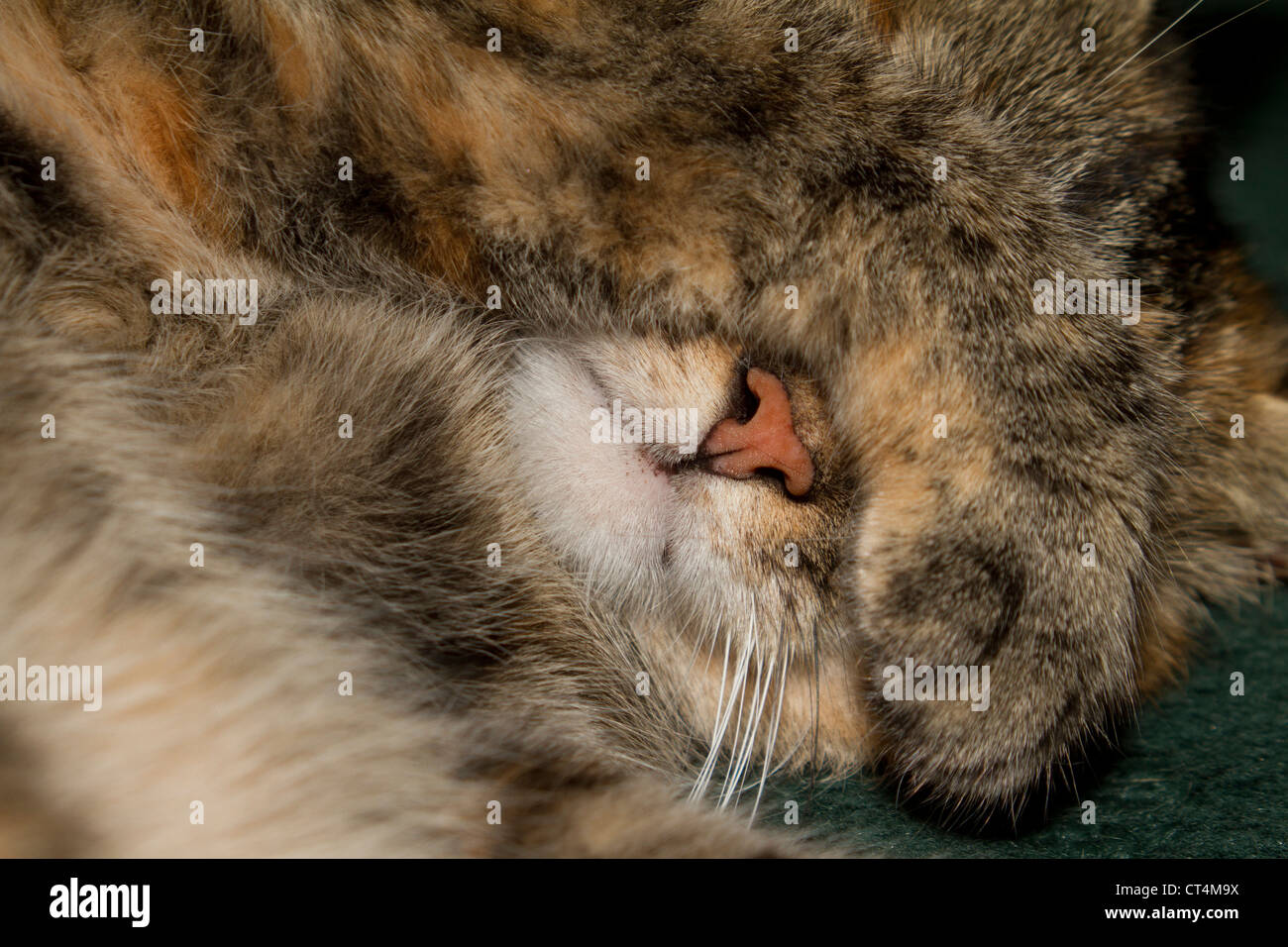 Haus, Pennsylvania, USA, Nordamerika cat, Felis Catus, weibliche Augen bedecken, während des Schlafes, Stockfoto