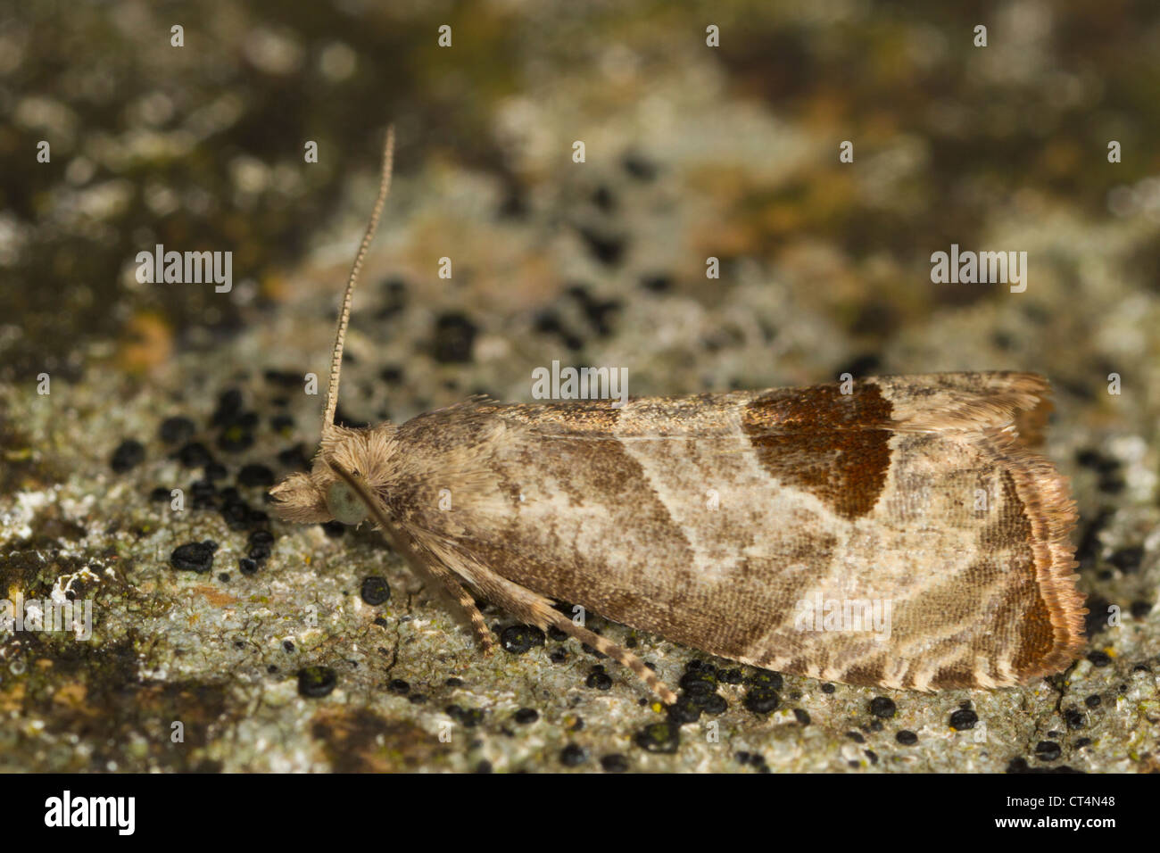 Bramble schießen Moth (Epiblema Uddmanniana) Stockfoto