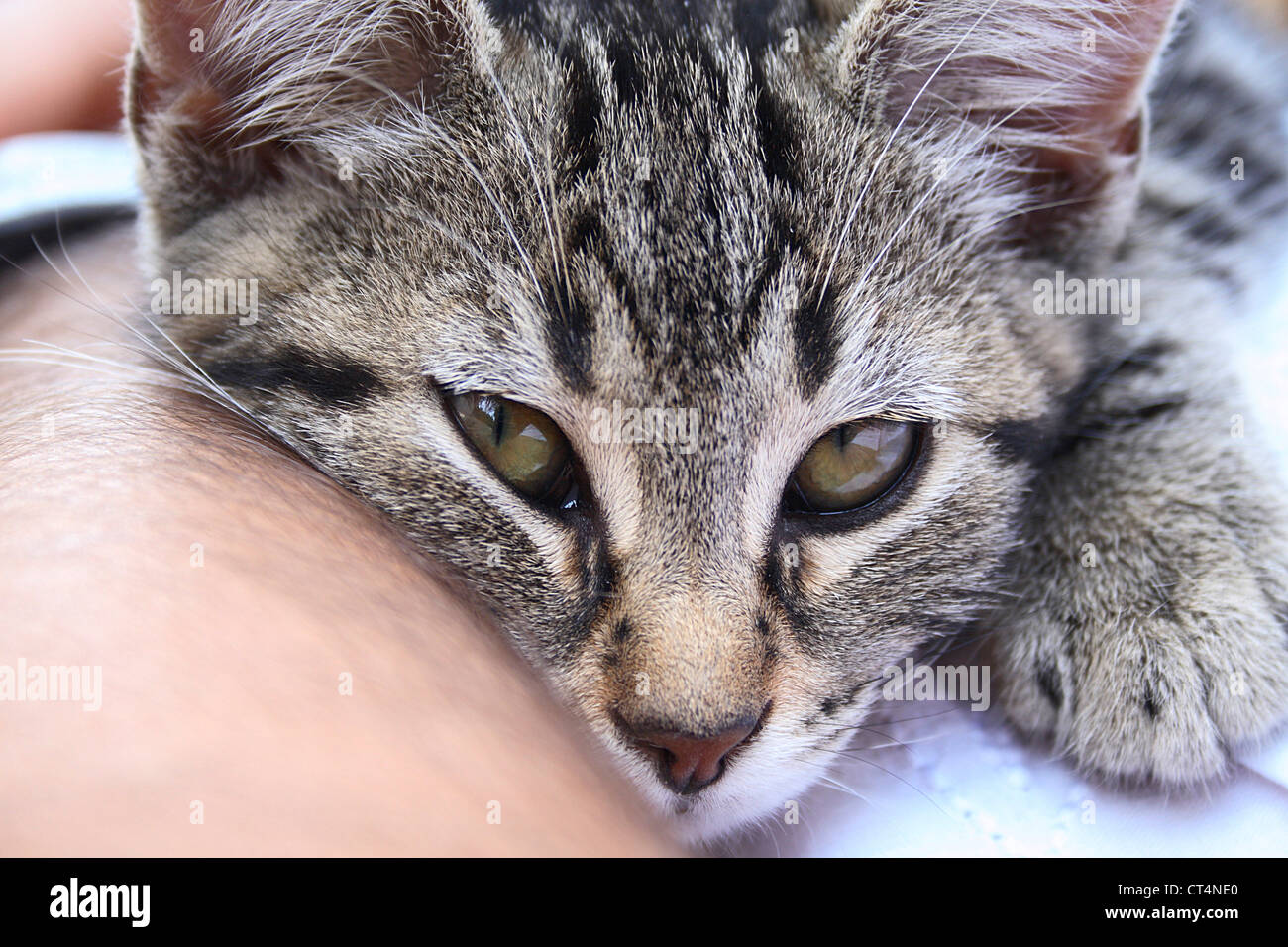 4 Monate Alte Katze Größe 4 monate altes kätzchen Stockfotos und -bilder Kaufen - Alamy