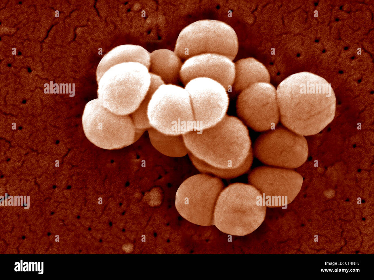 Micrococcus Stockfotos und bilder Kaufen Alamy