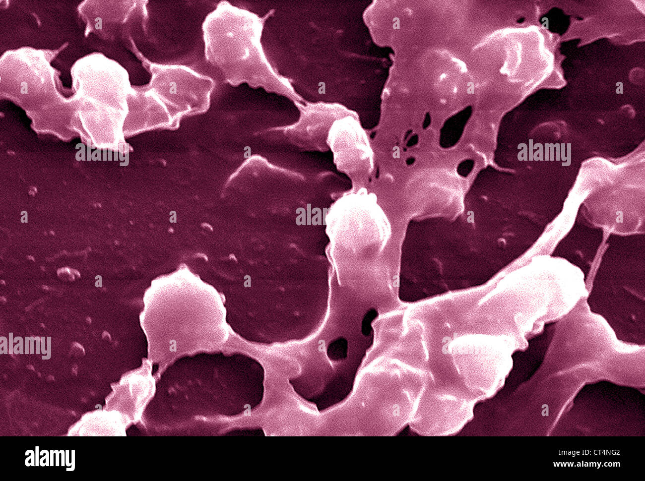 Staphylococcus sp Fotos und Bildmaterial in hoher Auflösung Alamy