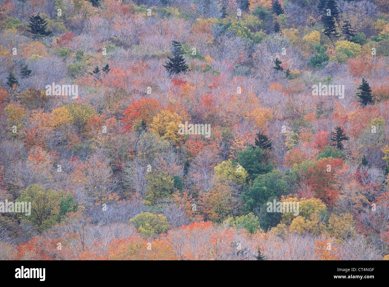 Ahorn, Esche, Birke & Buche bringen Herbstfarben in der Green Mountain National Forest of Vermont. Stockfoto