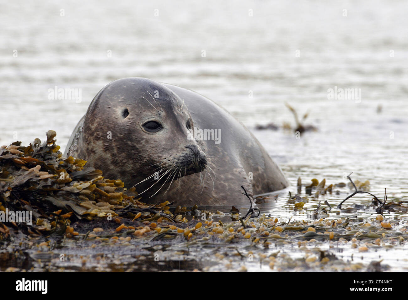 HARBOR SEAL Stockfoto