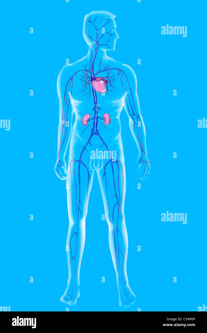 DURCHBLUTUNG, ILLUSTRATION Stockfoto