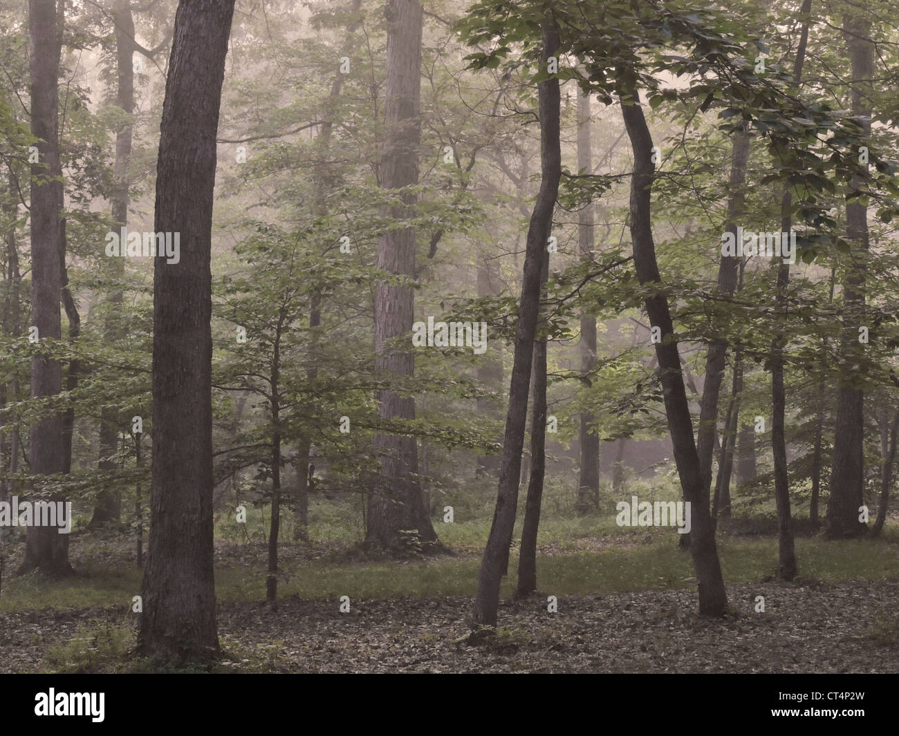 Misty Forest in Cades Cove tolle Smoky Mountain National Park, Tennessee. Stockfoto