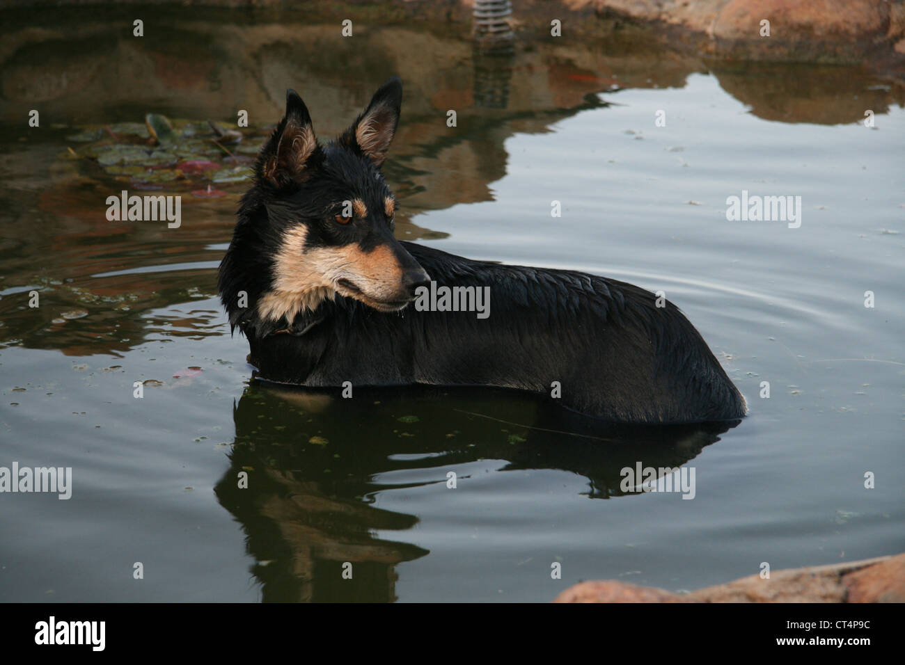 Ein Kelpie ist ein kühlendes Bad im Teich nach einem anstrengenden Tag in den paddocks Stockfoto