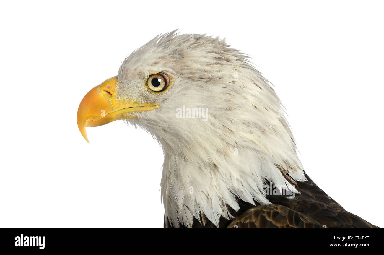 Leiter der Weißkopf-Seeadler im Höhenplan isoliert auf weißem Hintergrund Stockfoto