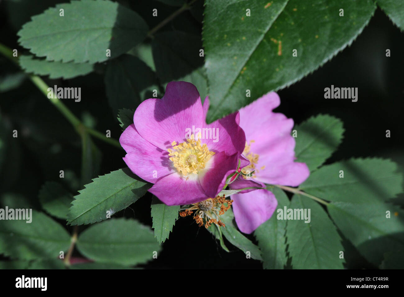 Wilde Rosen blühen im Frühjahr Stockfoto