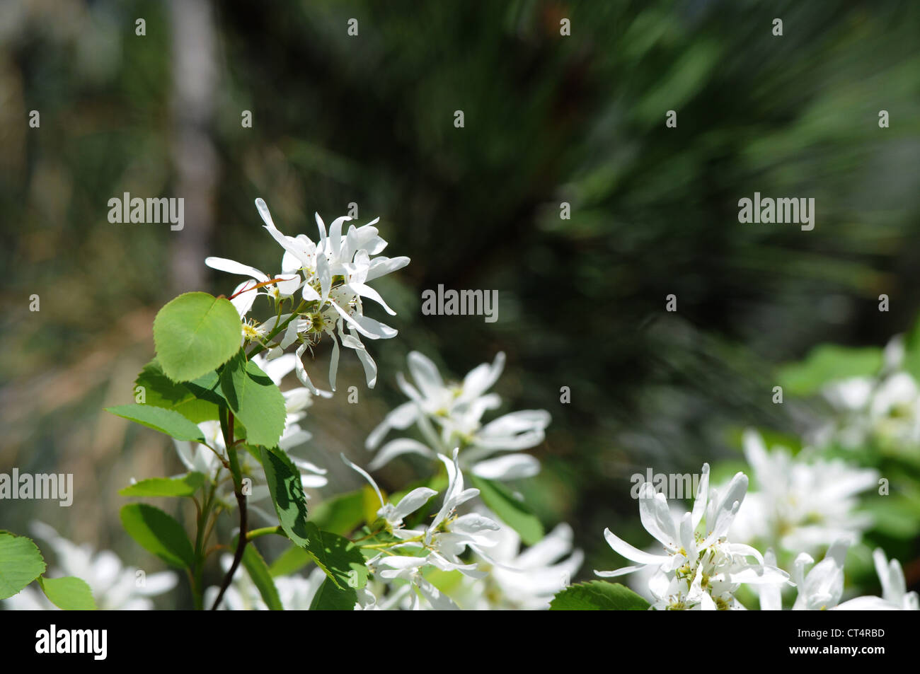 Saskatoon Beere Pflanze blüht im Frühjahr Stockfoto