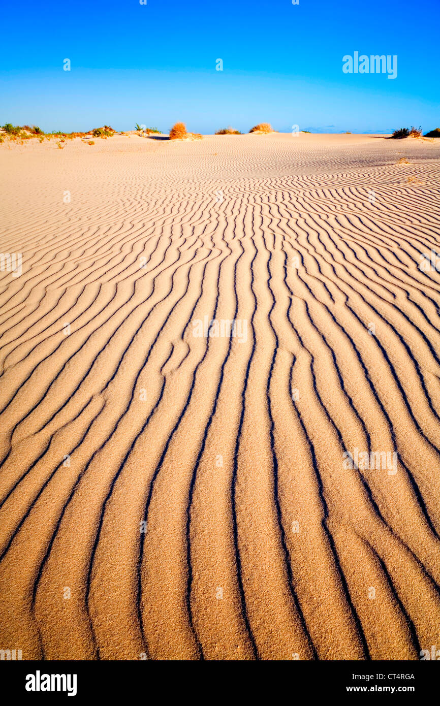 Halber Strecke die Nullarbor Plain, Eucla ist berühmt für seinen weißen Sanddünen. Meer liegt direkt hinter der Linie von Bush. Stockfoto