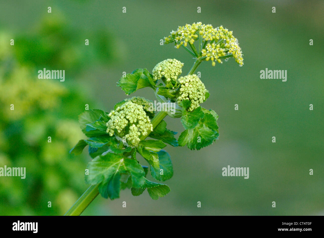 Alexanders (Smyrnium Olusatrum) wächst auf den Klippen von Compton Bucht auf der Isle Of Wight, England. April 2012. Stockfoto