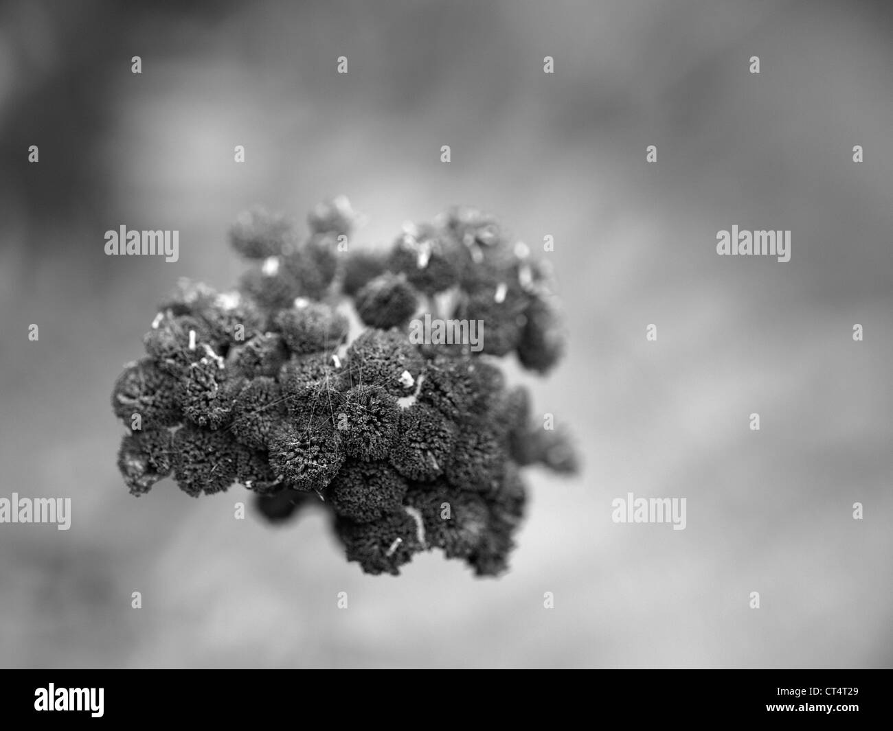 Trocknen Sie blühende Pflanze - schwarz / weiß Fotografie Stockfoto