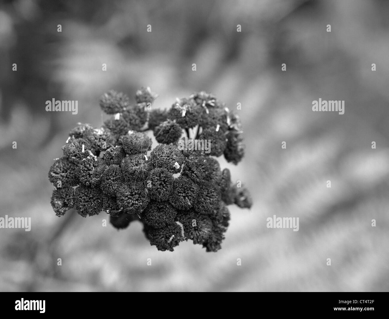 Trocknen Sie blühende Pflanze in der Nähe von Wald-schwarz und weiß Fotografie Stockfoto