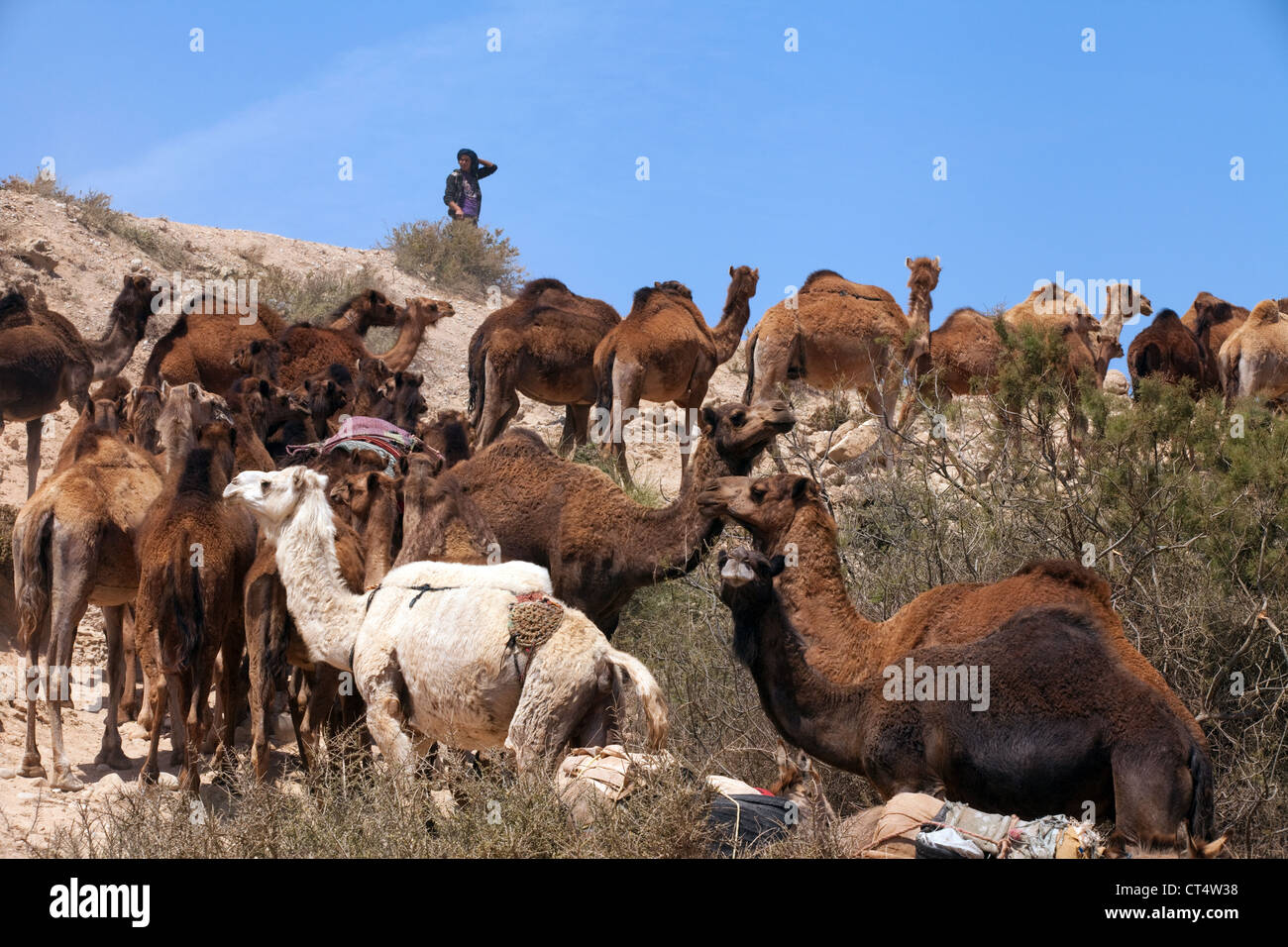 Ein Berber-Mann hüten Kamele, Agadir, Marokko, Afrika Stockfoto