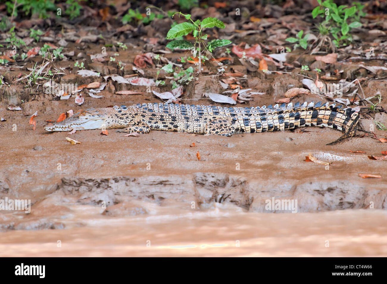 Ein Krokodil in seinem natürlichen Lebensraum, an den Ufern der Kinabatangan Fluss, Sabah, Malaysia, Borneo. Stockfoto