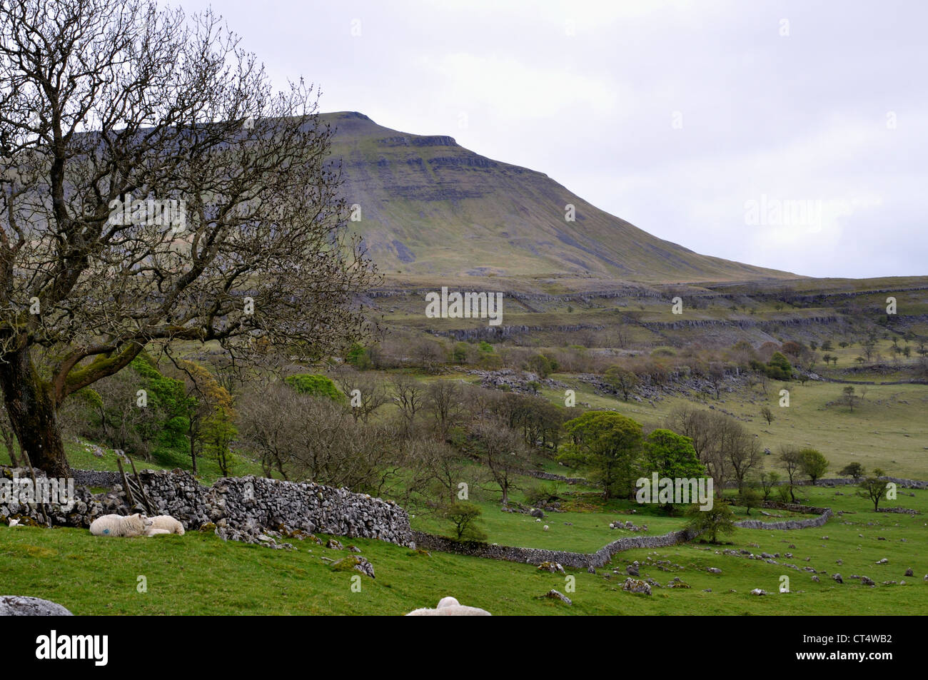 Ingleborough aus Chapel-le-Dale, Yorkshire Dales National Park, England. Stockfoto