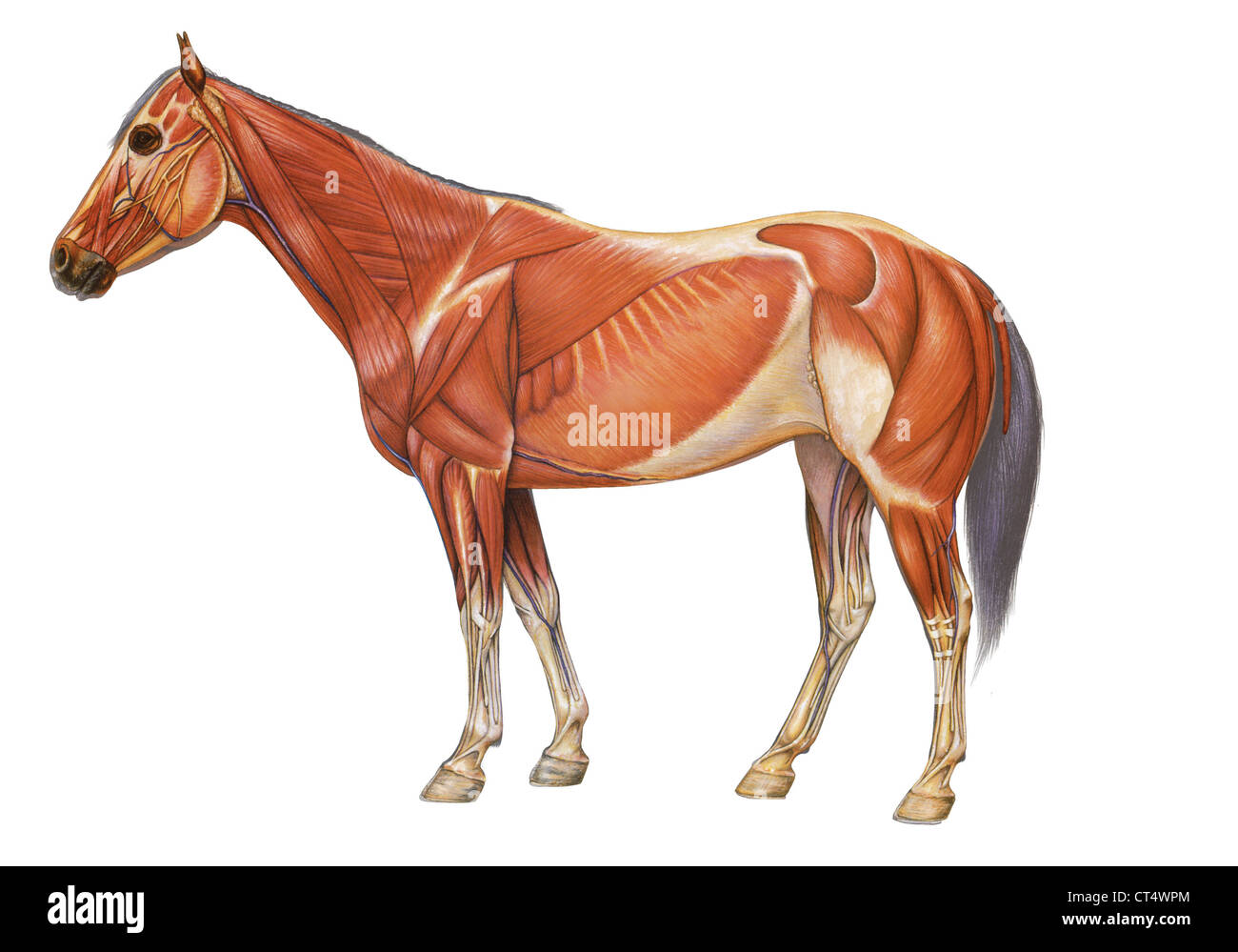Anatomie des Pferdes, Zeichnung Stockfoto