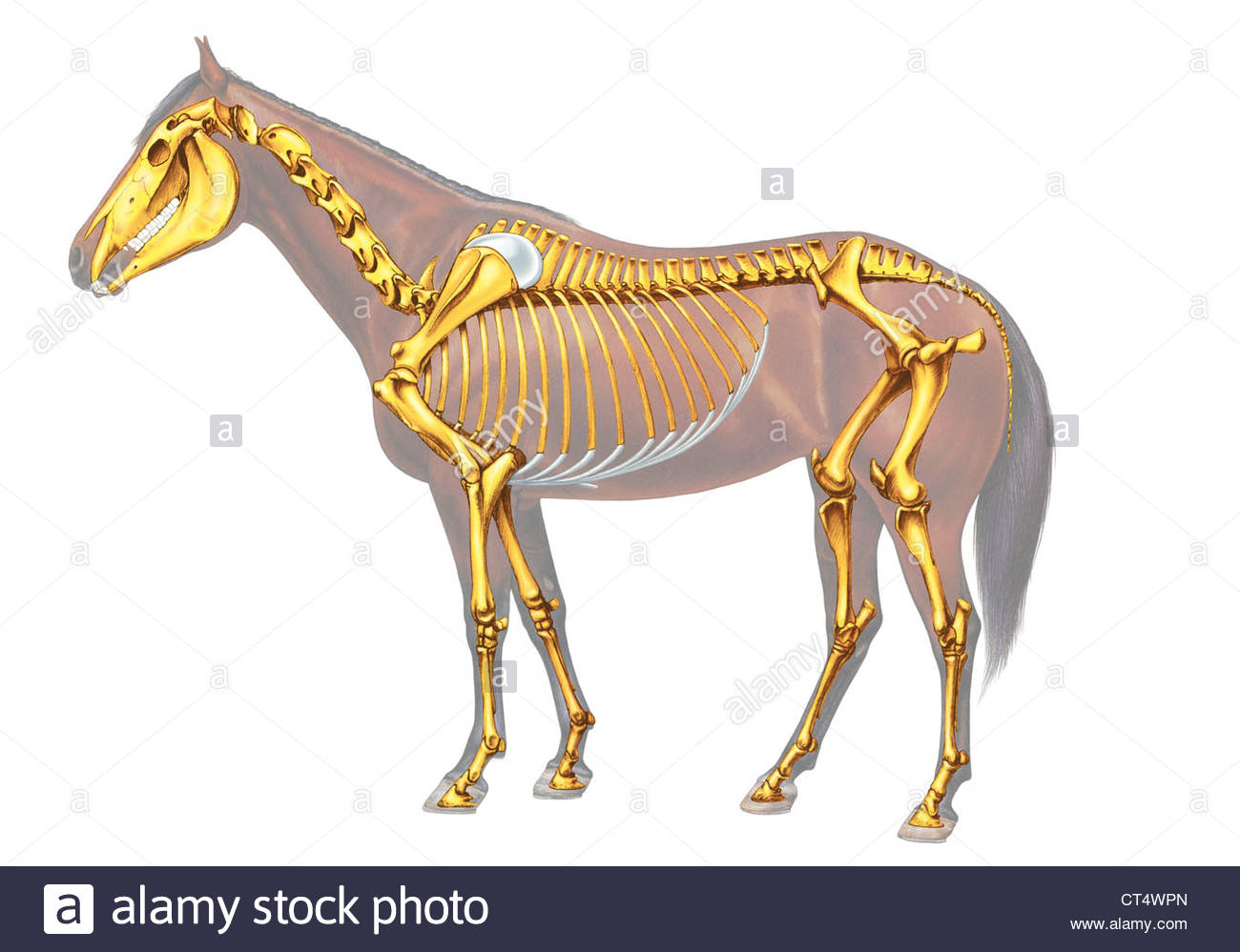 horse-anatomy-illustration-stockfotos-und-bilder-kaufen-alamy