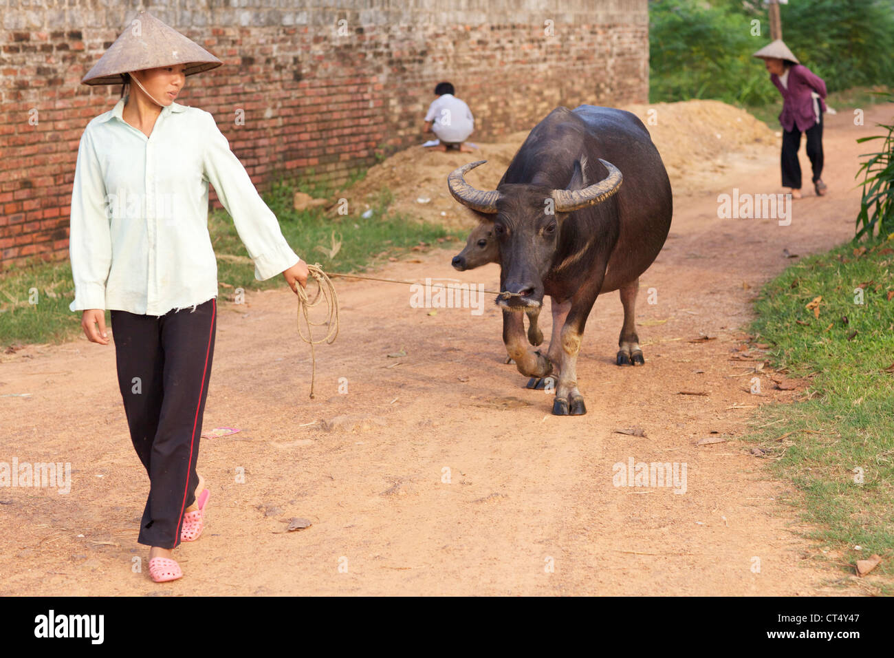 Ein vietnamesischer Bauer geht ihr Wasserbüffel in Duong Lam Dorf, Vietnam. Stockfoto