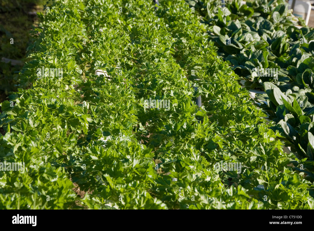 Italienische Petersilie hydroponisch Anbau Stockfoto