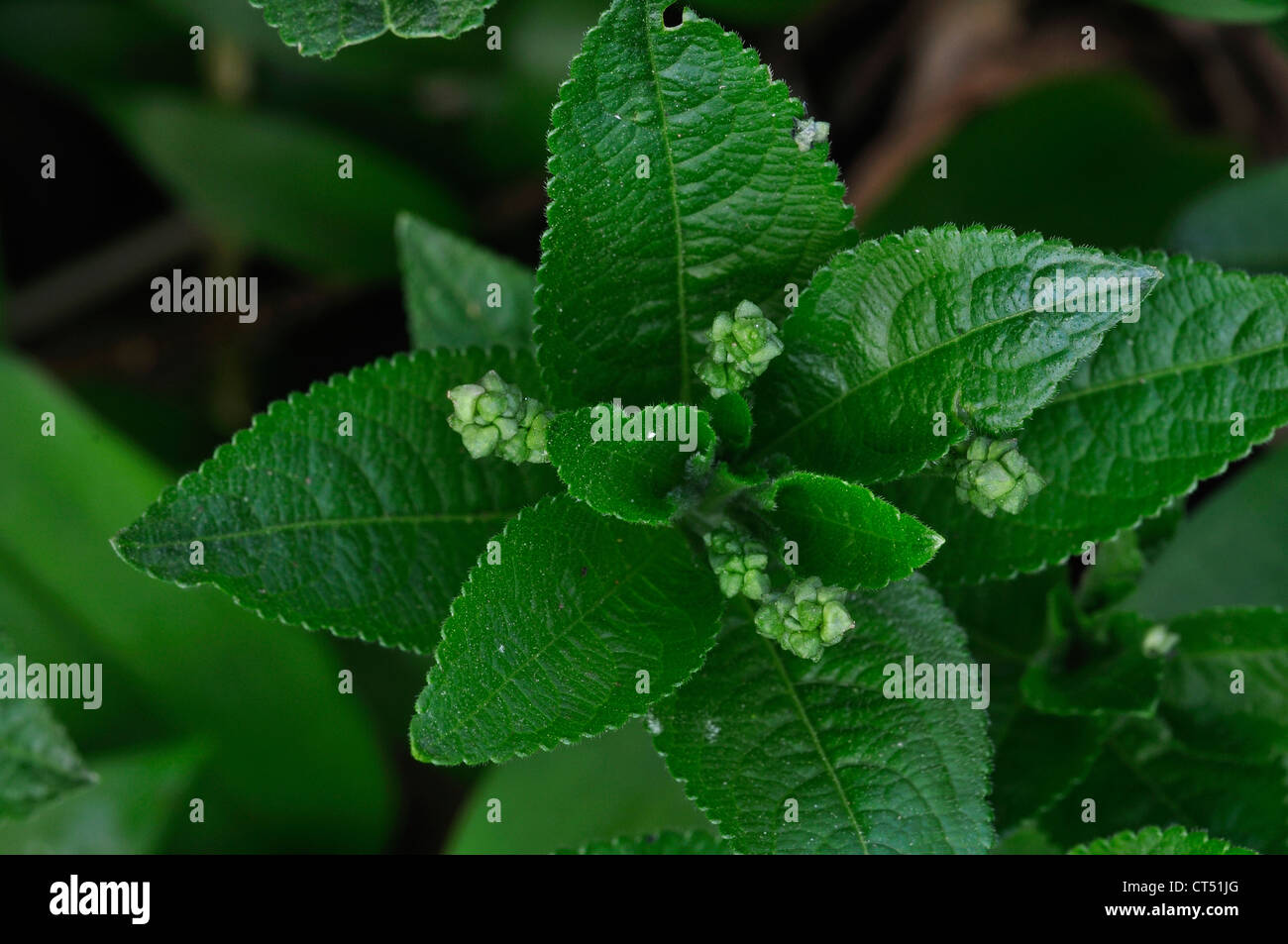 Dog's Mercury Mercurialis Perennis mehrjährig Stockfoto