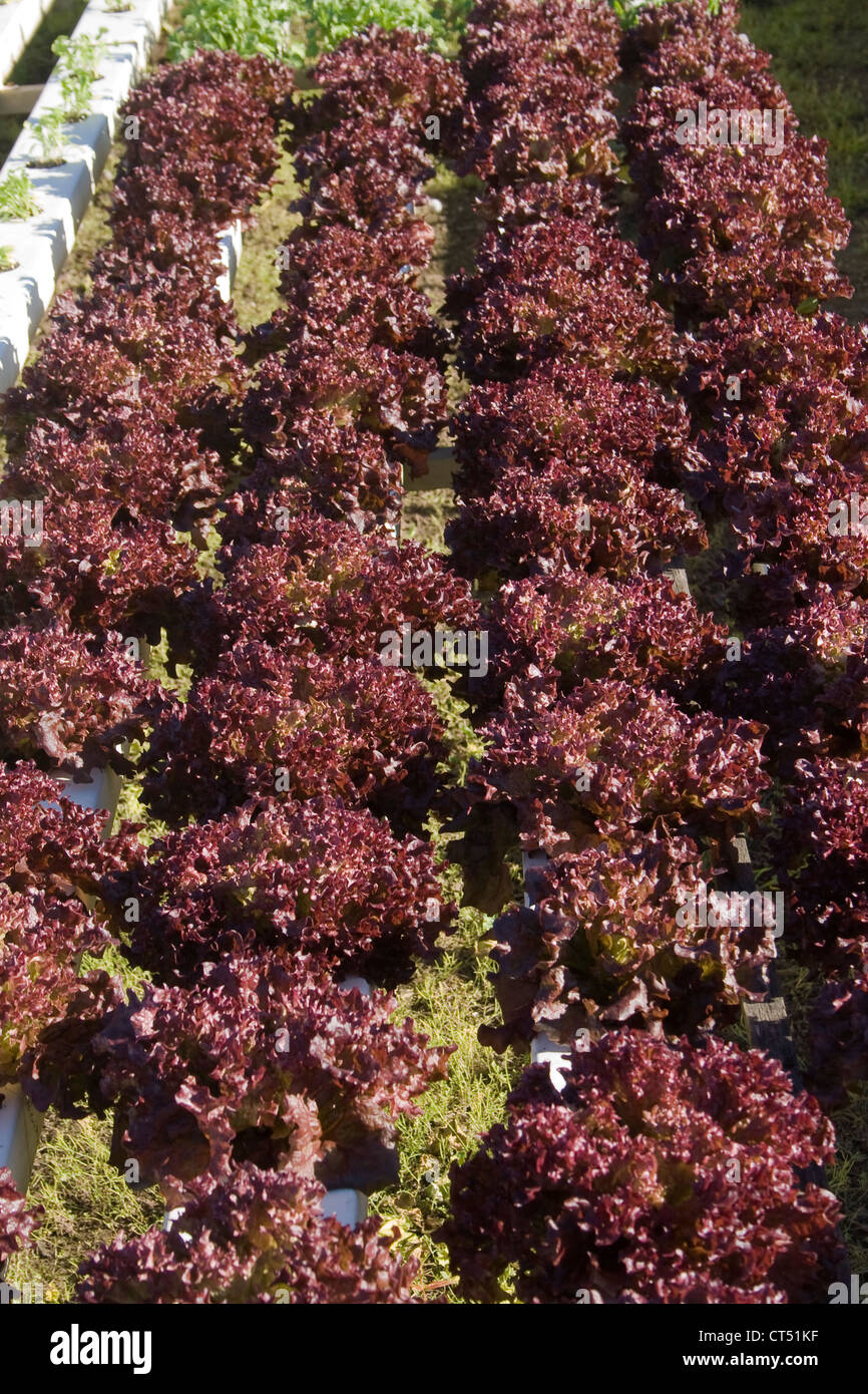 Roter Kopfsalat Vielzahl Lollo Rosso wächst in einem hydroponischen system Stockfoto