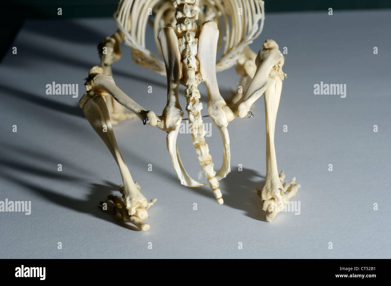 IGEL-SKELETT Stockfoto