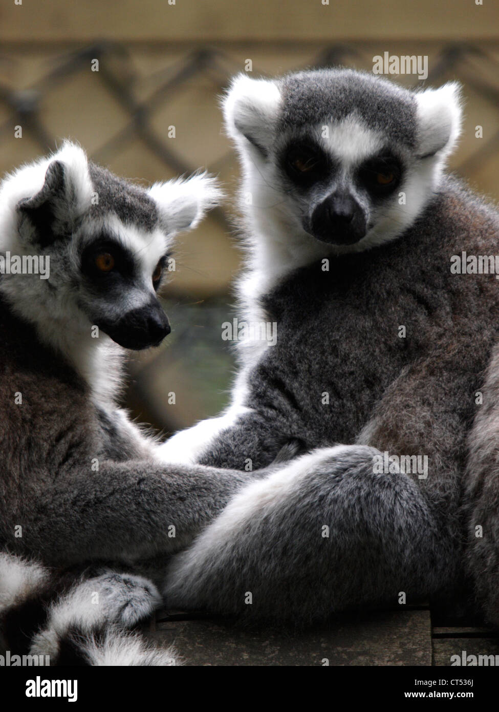 Kattas, Lemur catta Stockfoto