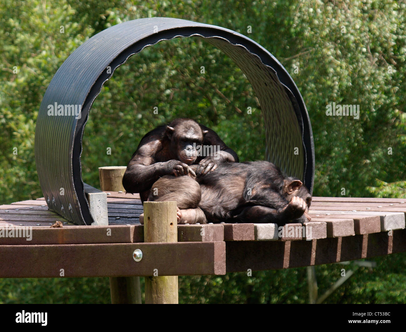 Schimpansen Pan Troglodytes Pflege ein anderes Stockfoto