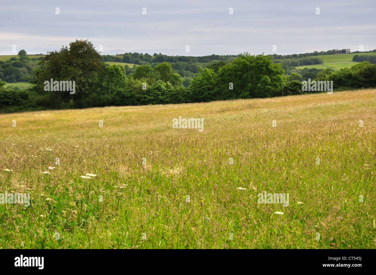 Ein Blick über eine Wiese Heu im Kingcombe Wiesen DWT Reserve. Dorset, UK Stockfoto