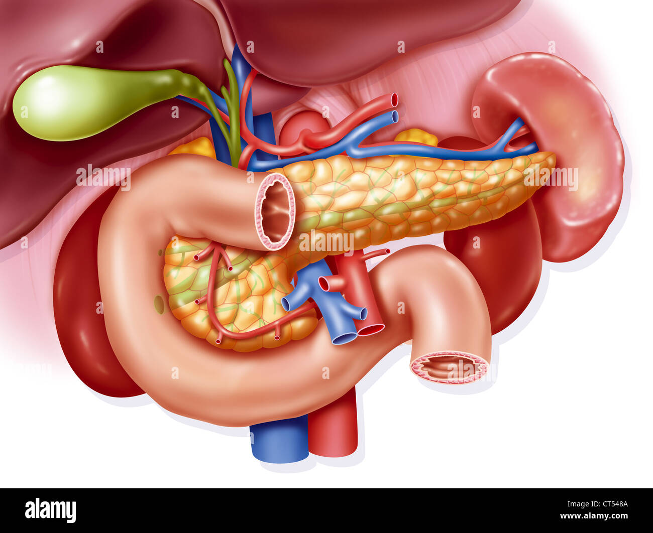 VERDAUUNGSSYSTEM, ILLUSTRATION Stockfoto