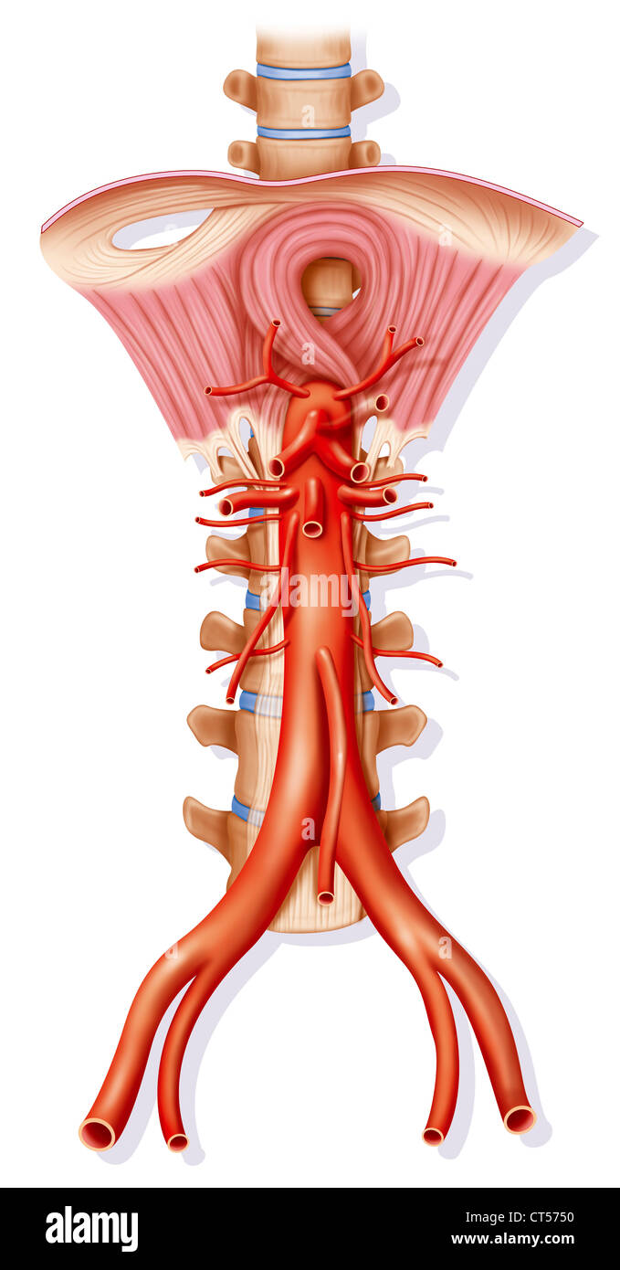 AORTA ZEICHNUNG Stockfoto