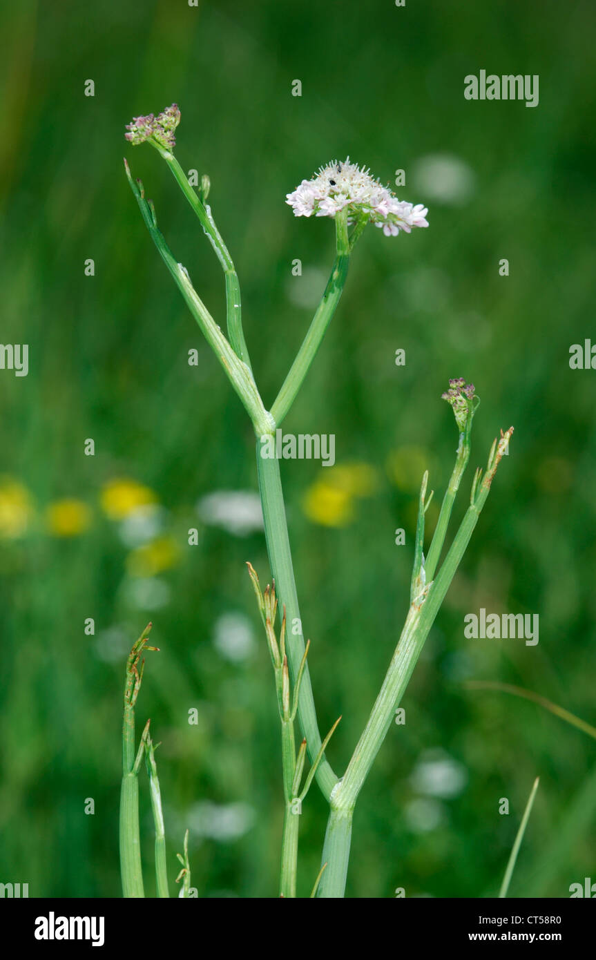 RÖHRENFÖRMIGE Wasser-asiatische Oenanthe Fistulosa (Apiaceae) Stockfoto