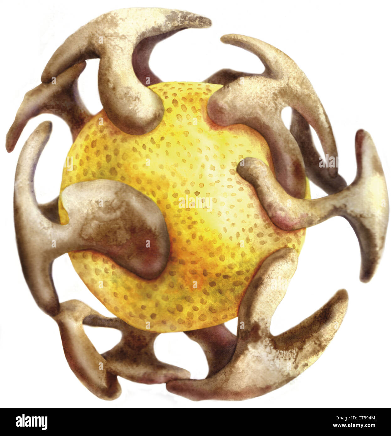 ENDOPLASMATISCHE RETIKULUM Stockfoto